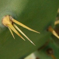 Opuntia dillenii (Ker Gawl.) Haw.